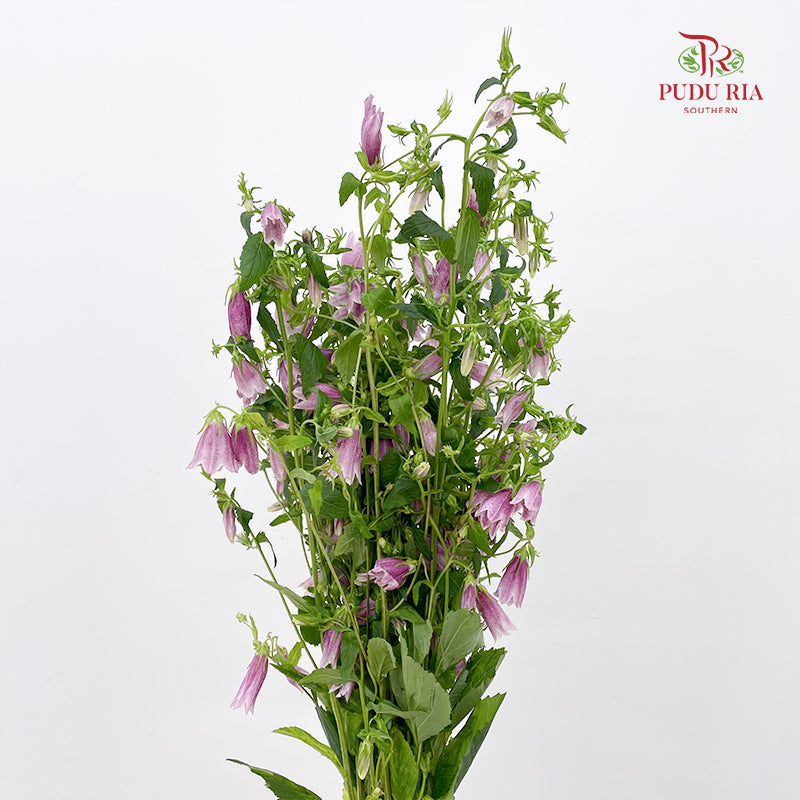 Spotted Bellflower (Campanula Punctata) 紫斑风铃草 - (Per Bundle)
