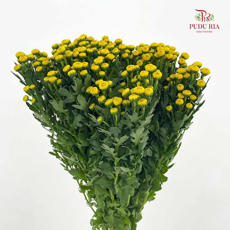 Chrysanthemum Santini / Calimero Mini Button Yellow