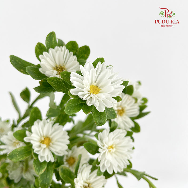 Mini Aster 迷你翠菊 White - (Per Bundle)