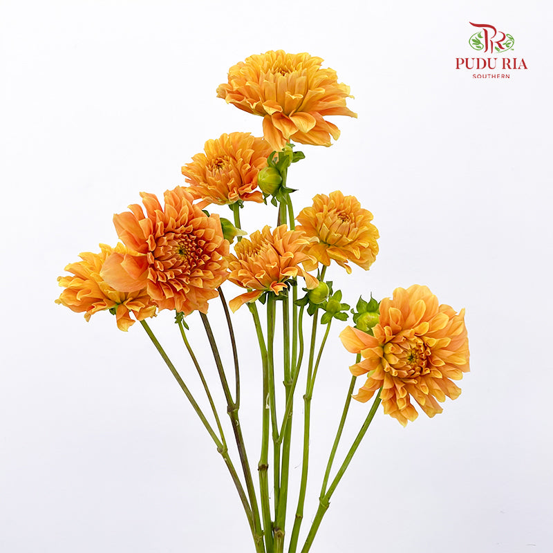 Dahlia Light Orange - (5 Stems)