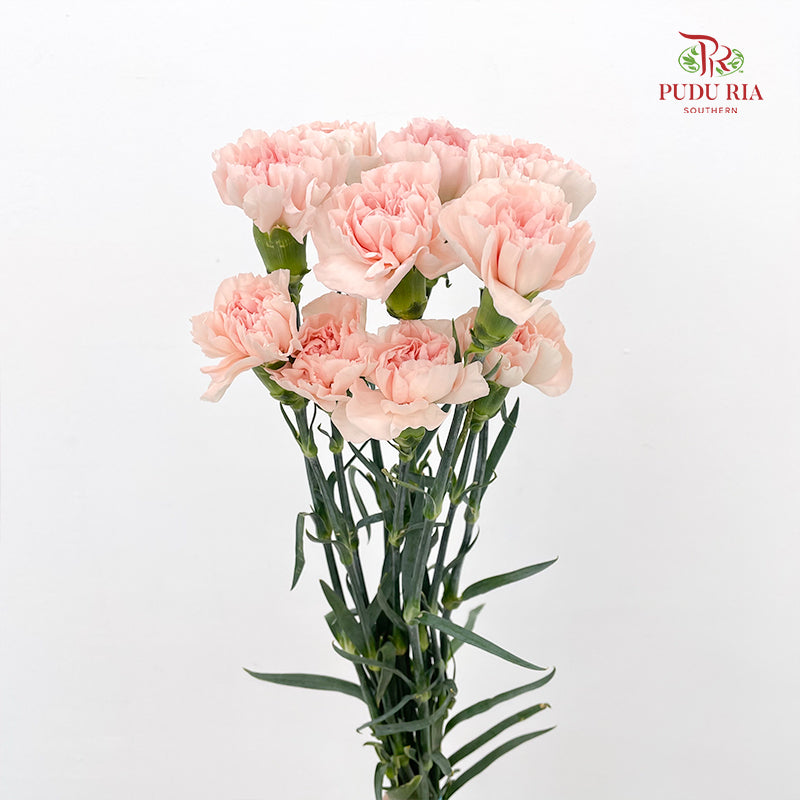 Carnation Novia 康乃馨 - (8-10 Stems)