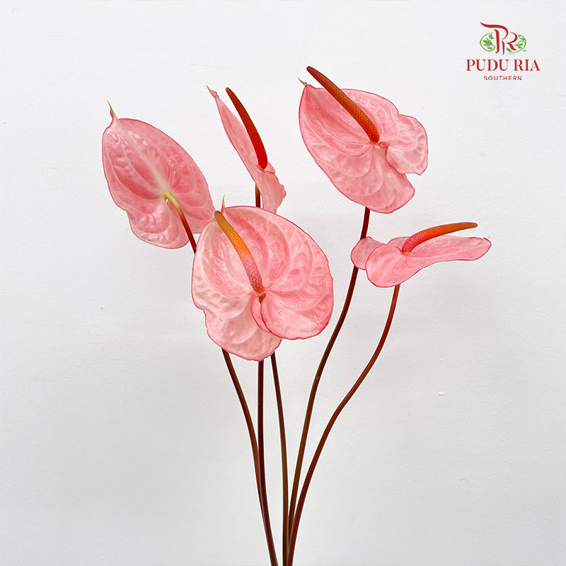 Anthurium Pink 火鹤花 - (5 Stems)