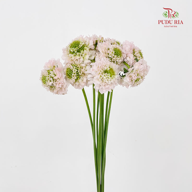 Scabiosa Colour Soft Pink - (Per Bundle)