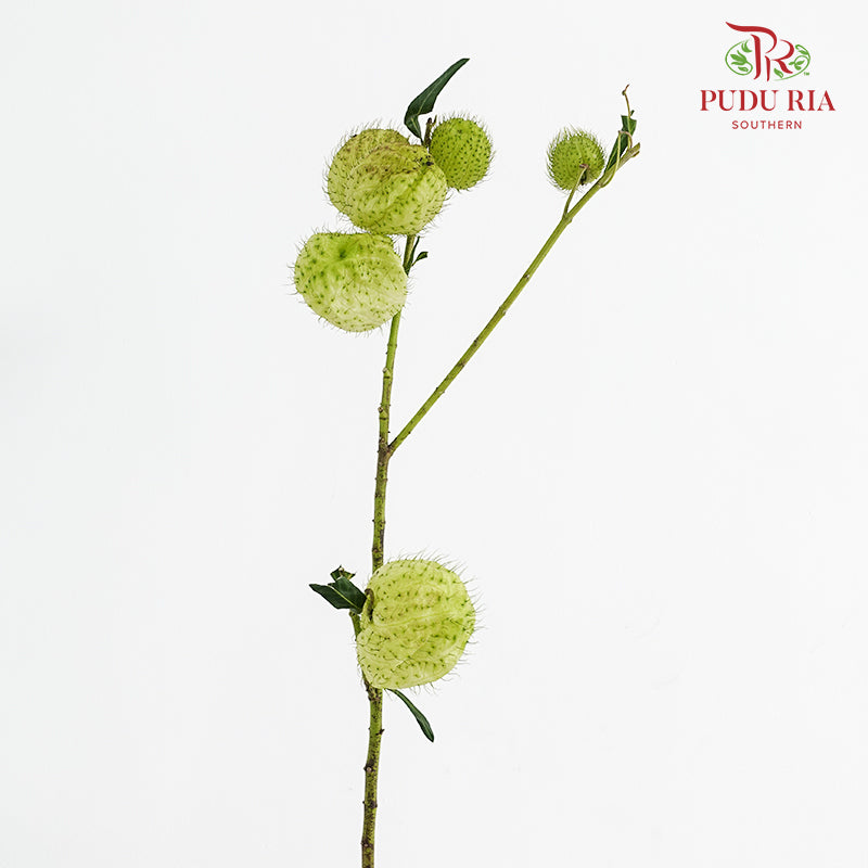 Gomphocarpus Physocarpus (Fruit Casa) - (Per Bundle)