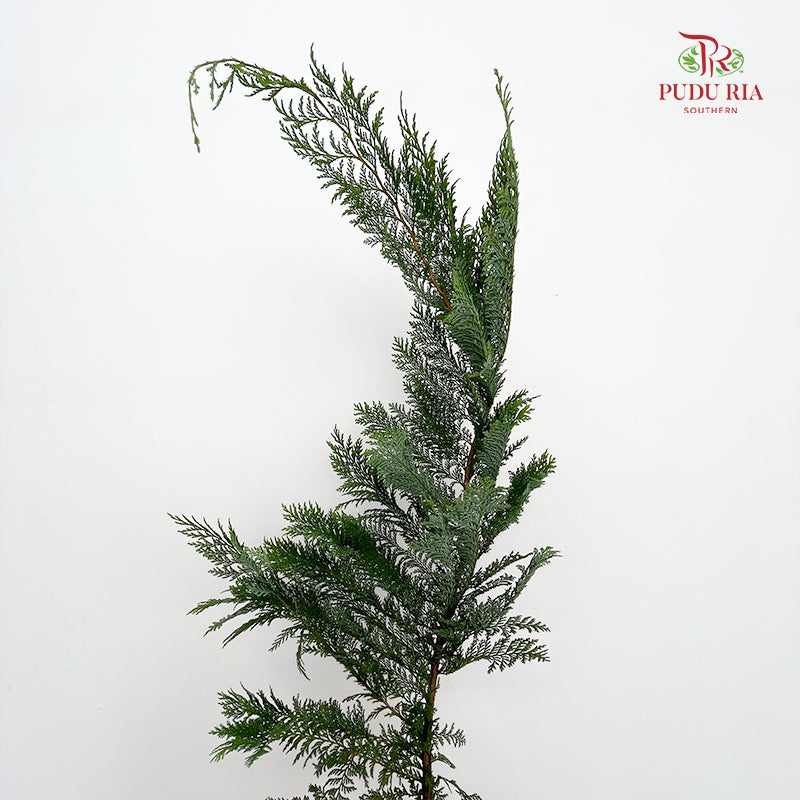 Christmas Leaf 圣诞叶 - (Per Bundle)