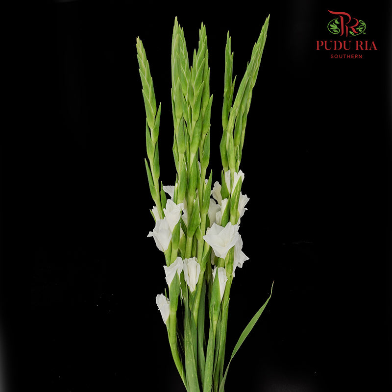 Gladiolus - White - (10 Stems)