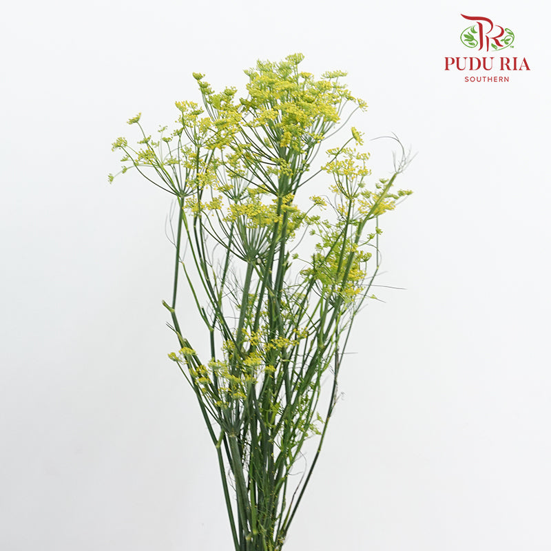 Anethum Yellow 黄飞香 - (Per Bundle)