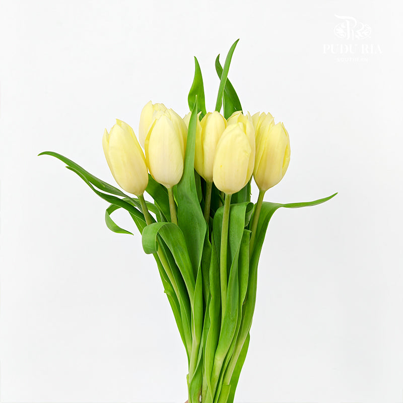 Tulip Light Yellow - (8-10 Stems)