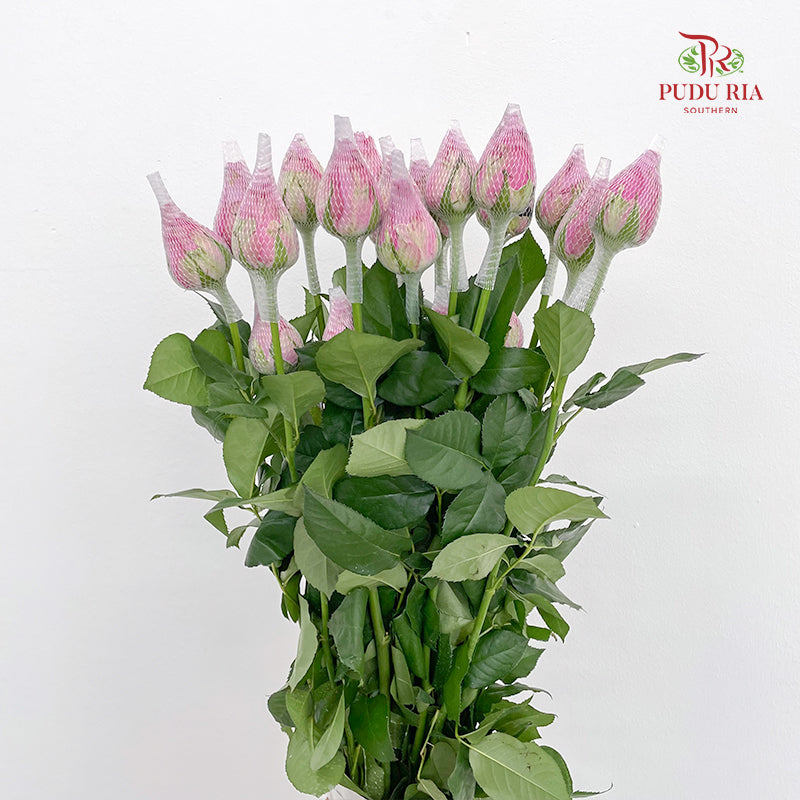 Rose Dark Purple - (19-20 Stems)