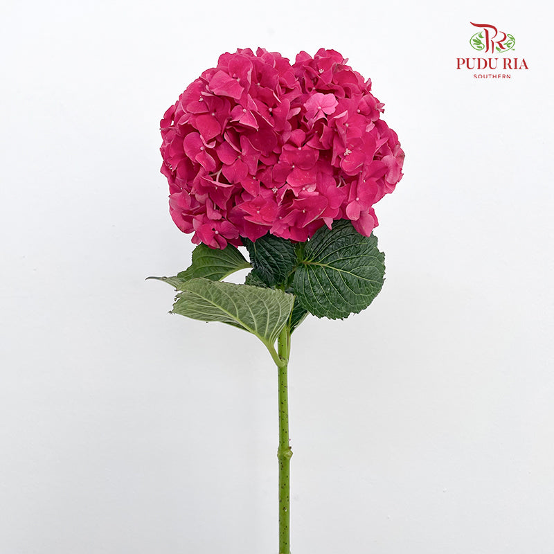 Hydrangea Hot Pink - (Per Stem)