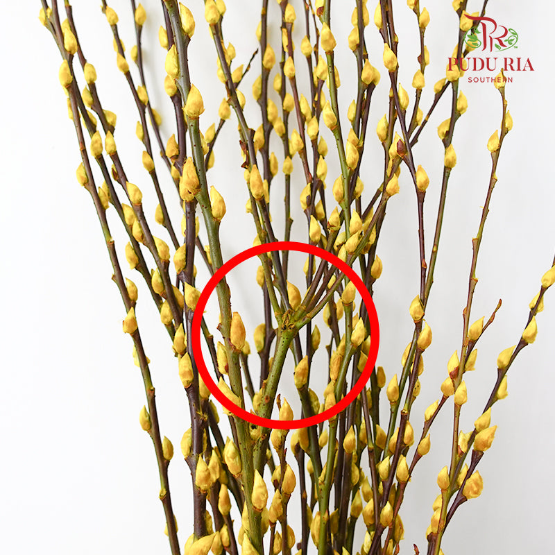 银柳分枝 Pussy Willow Spray Yellow (6FT) - (12 Stems)