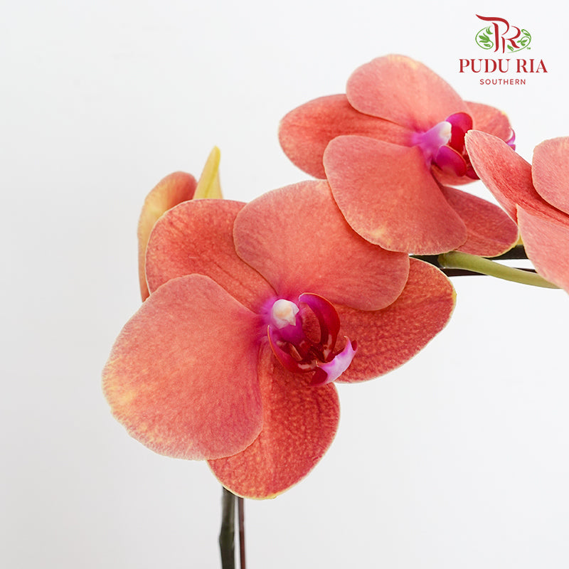 Phalaenopsis Orchid Orange Big Single Stem