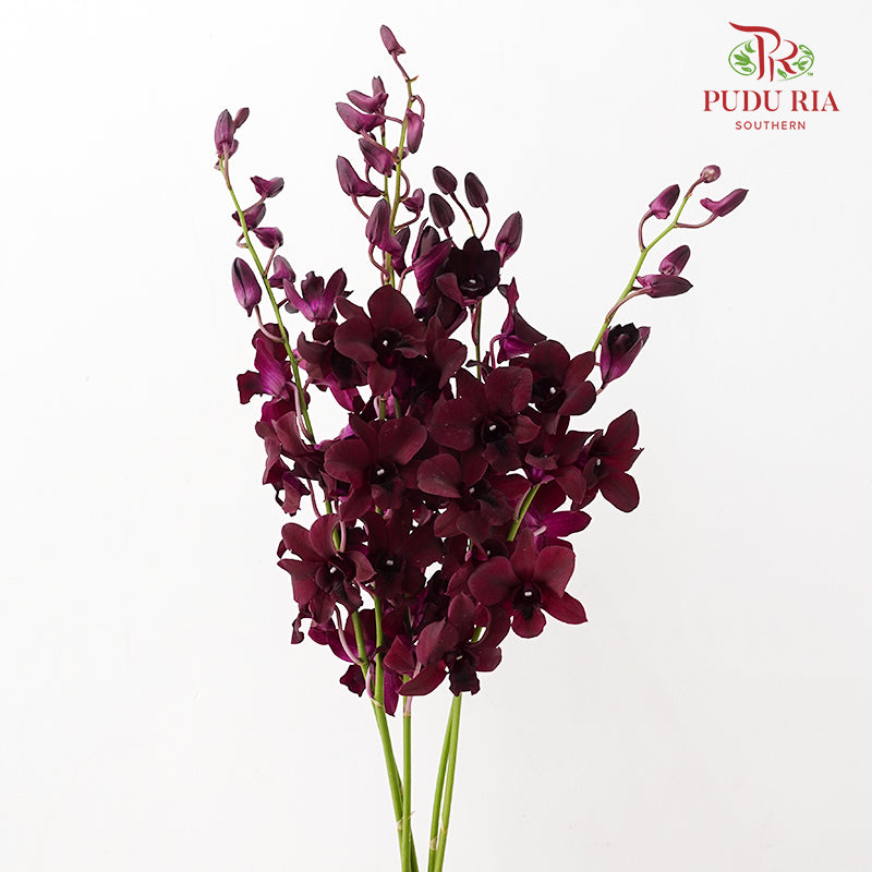 Dendrobium Orchid Dark Purple (L) - (5 Stems)