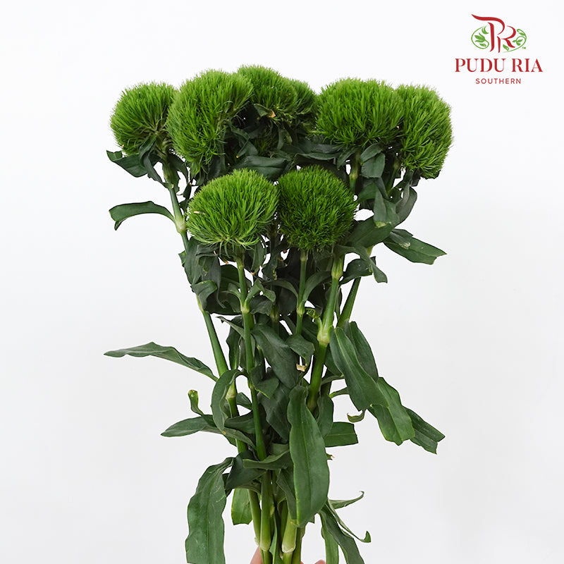 Green Tick 绿石竹 - (9-10Stems)