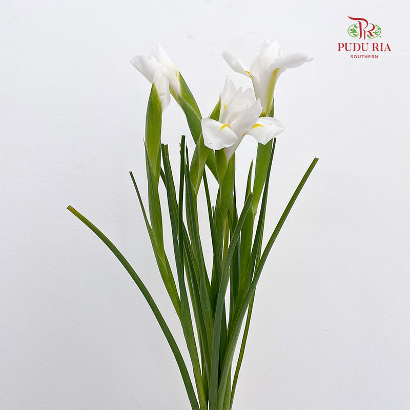 Iris White - (5 Stems)