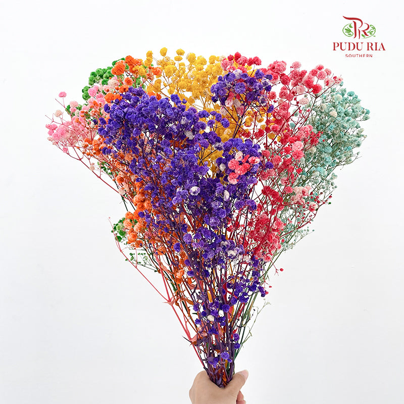 Preservative Baby Breath - Rainbow