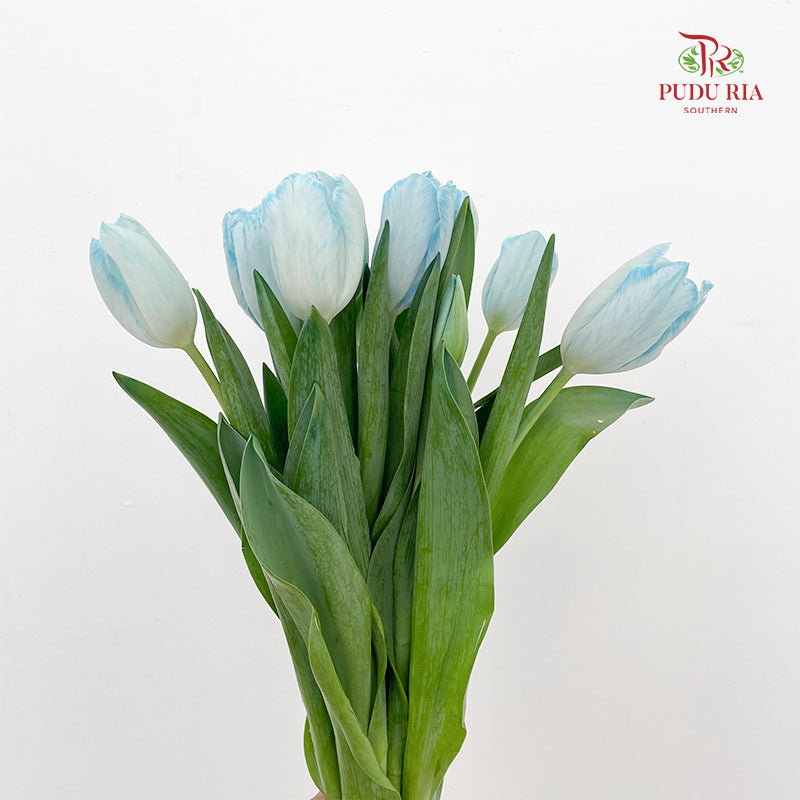 Tulip Dyed Colour Light Blue - (8-10 Stems)