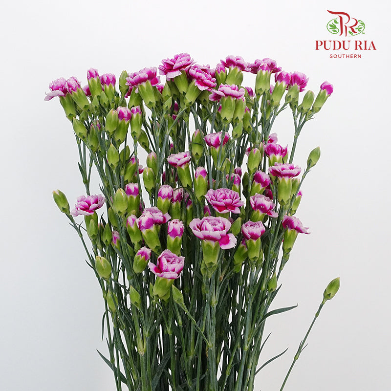 Carnation Spray Violet/White - (18-20 Stems)