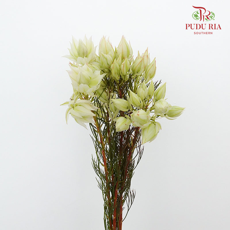 Blushing Bride White - Pudu Ria Florist Southern
