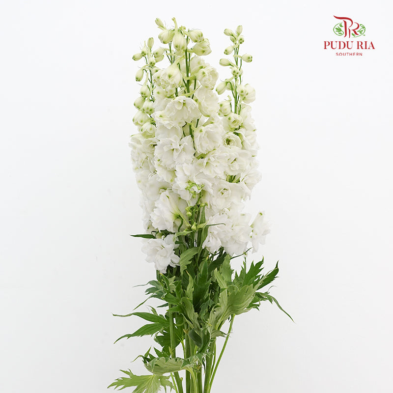Delphinium Short White - (5 Stems)