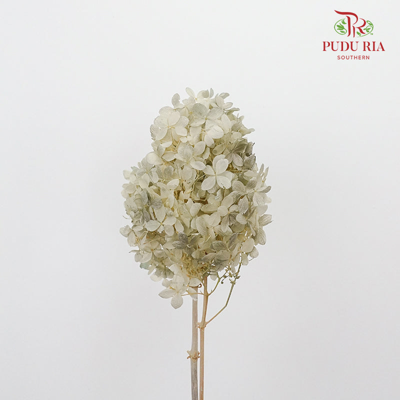 Preservative Hydrangea Peegee Beige - Pudu Ria Florist Southern