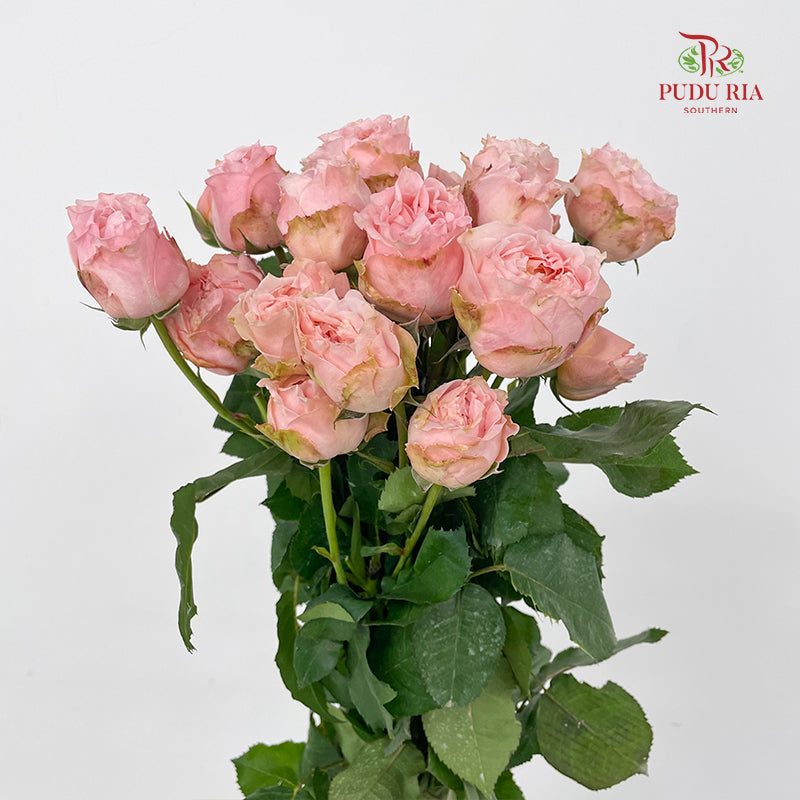 Rose Spray Georgia peach Spray - (6 Stems)