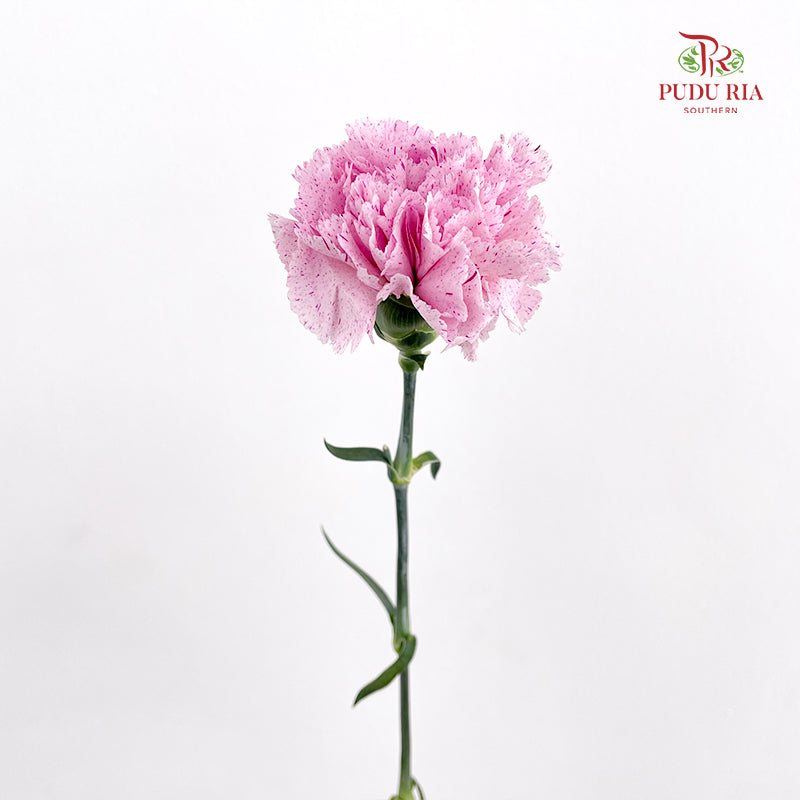 Carnation Line Purple 康乃馨 - (10 Stems)