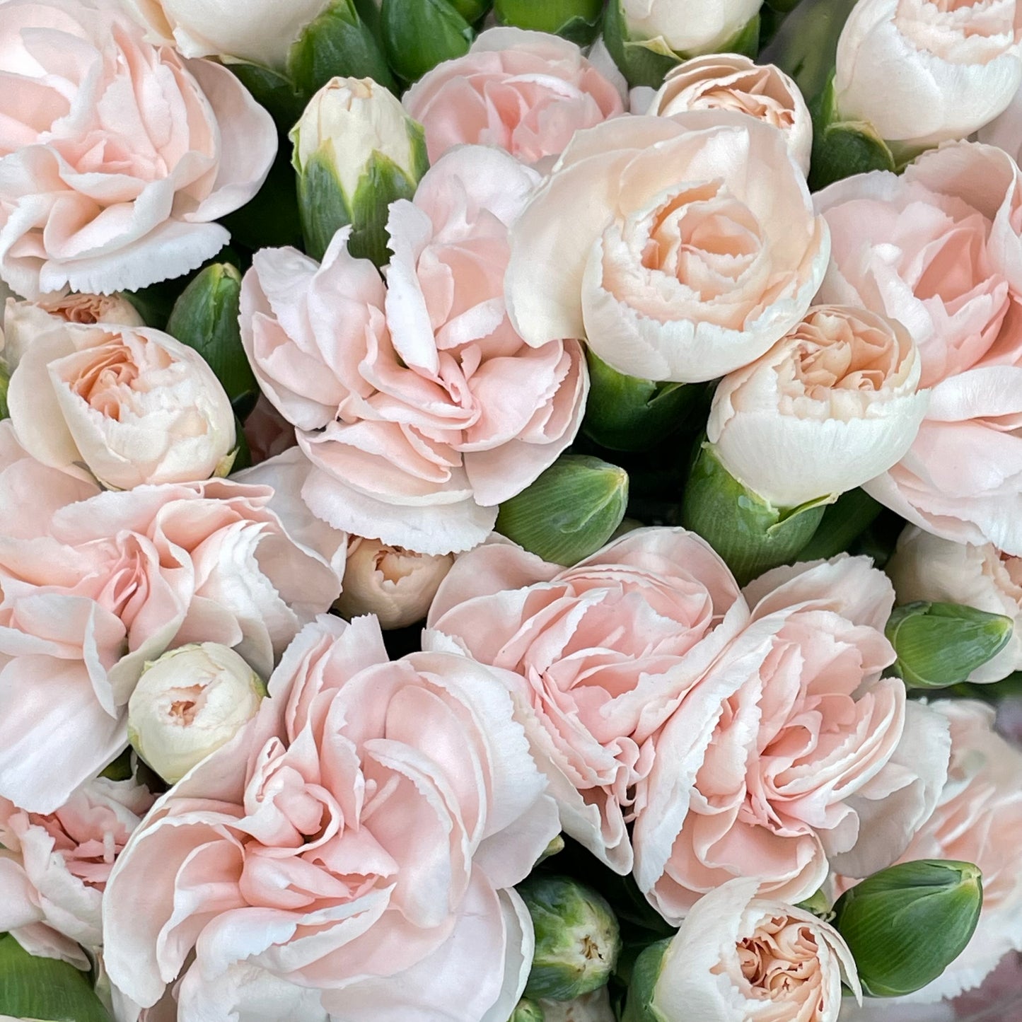 Carnation Spray Soft Peach 康乃馨- (18-20 Stems)