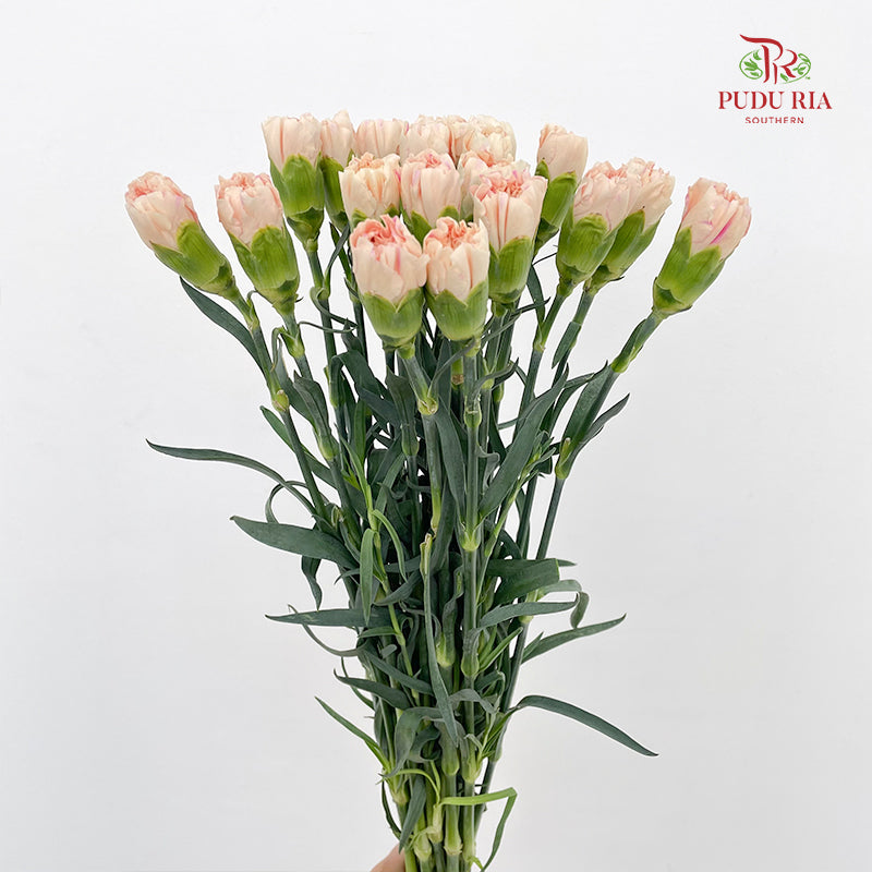 Carnation First Kiss 初吻康乃馨- (18-20 Stems)