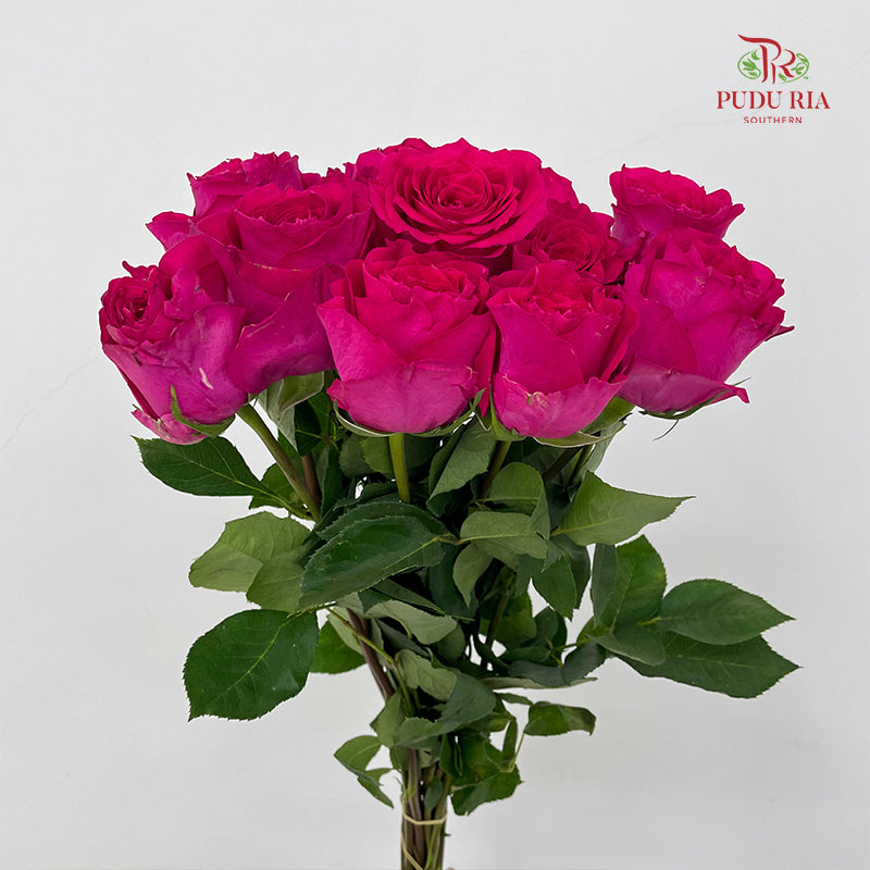 Rose Hot Wave Pink - (8-10 Stems)