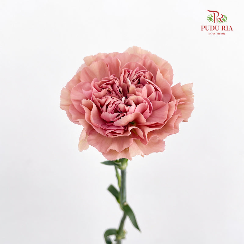 Carnation 康乃馨 Pink - (10 Stems)