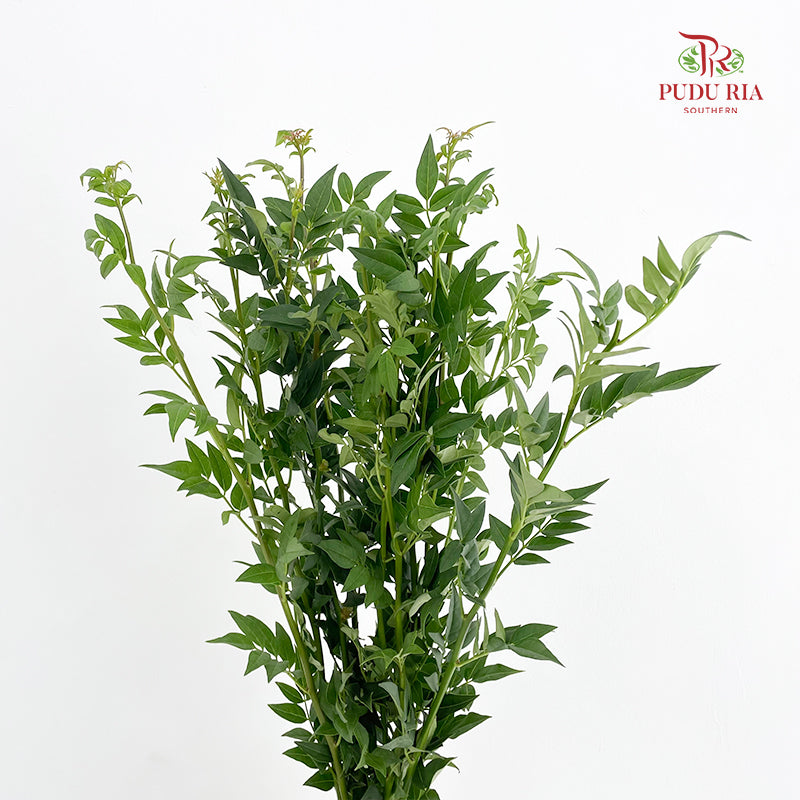 Nine Star leaves - (Per Bundle)