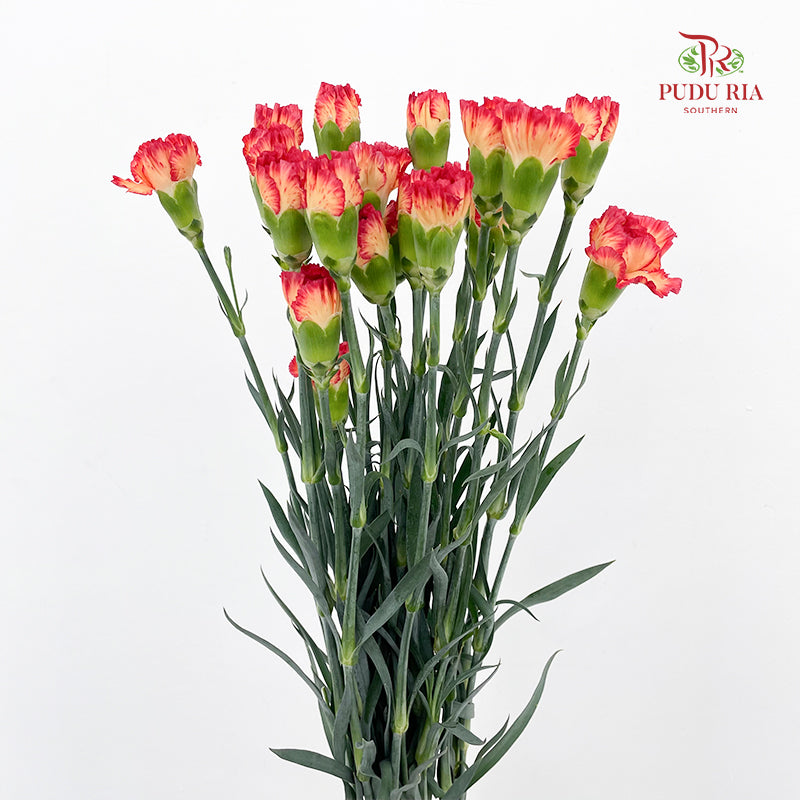 Carnation 康乃馨 Red - (18-20 Stems)