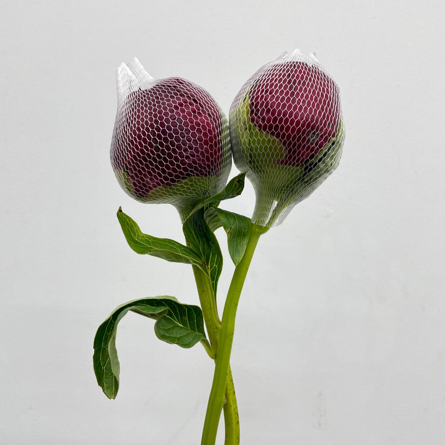 Peony Red - (2 Stems)