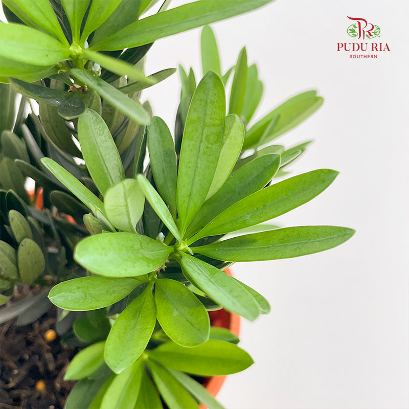 Podocarpus Chrysanthemum