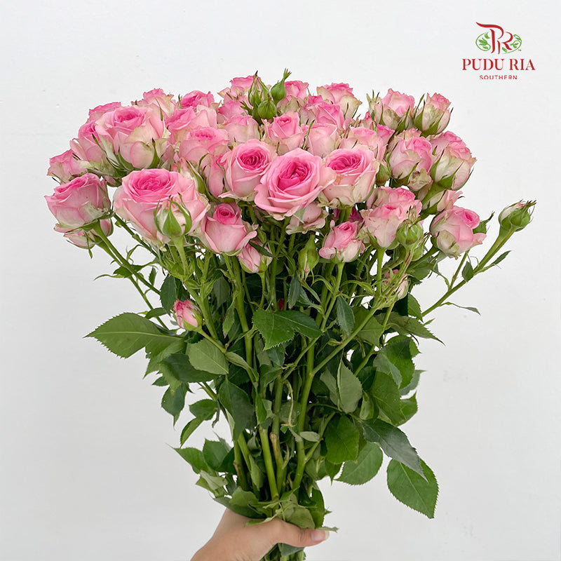 Rose Spray Tralala - (8-10 Stems)