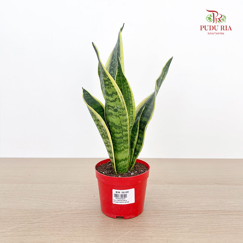 Sansevieria Golden Hanni