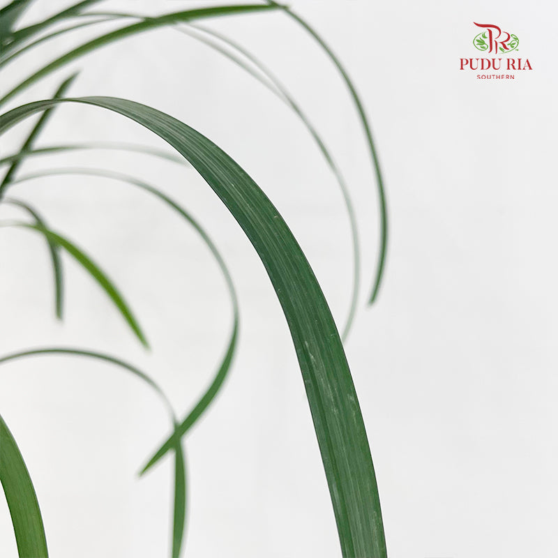 Beargrass Dark green 春兰叶 - (Per Bundle)