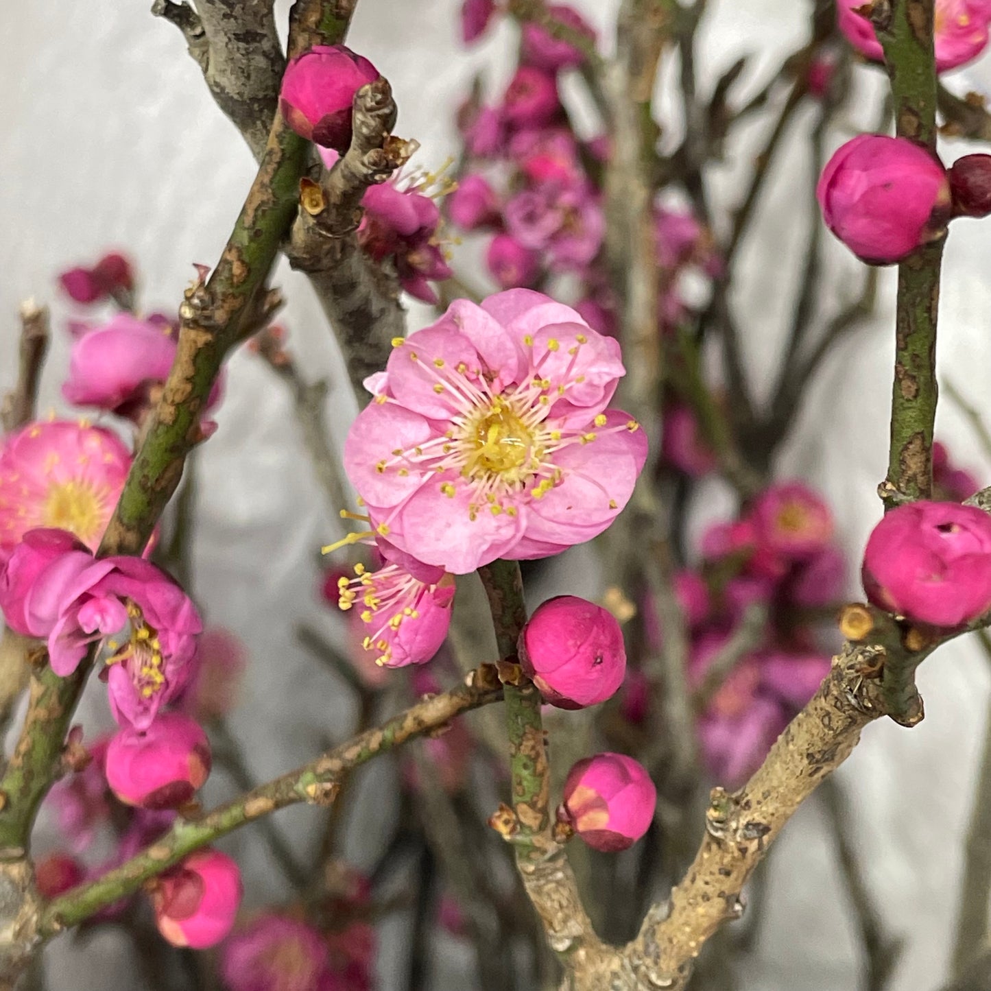 Philadelphus Incanus - (Per Bundle)