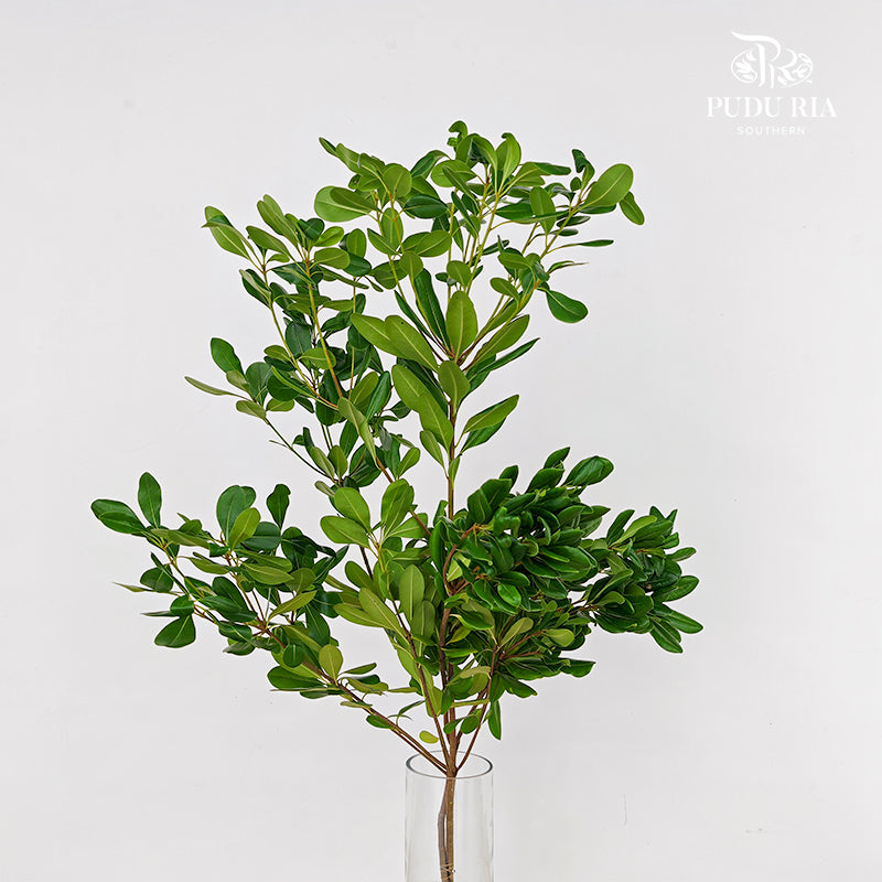 Pittosporum Tobira Leaf 花叶海桐 - (Per Bundle)