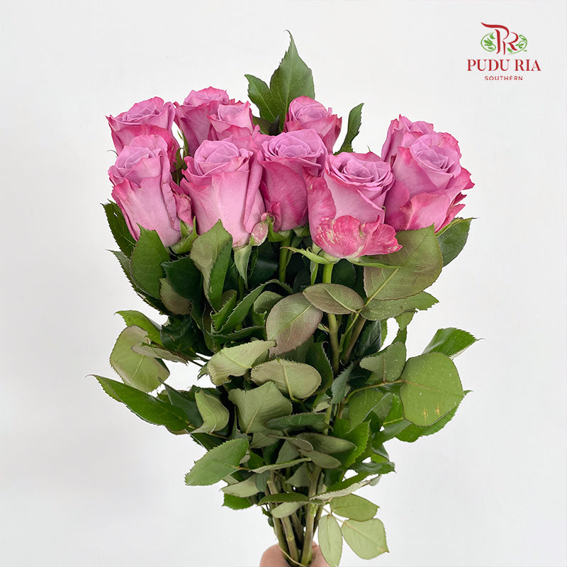 Rose Moody Blue - (8-10 Stems)