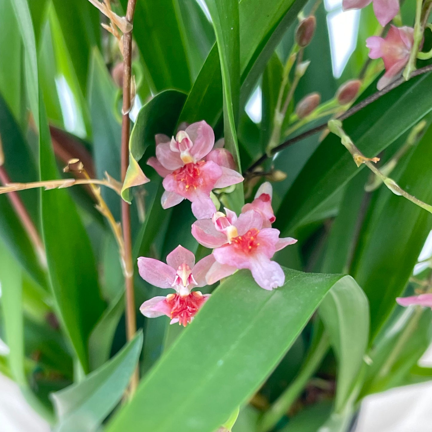 Oncidium Plant P180