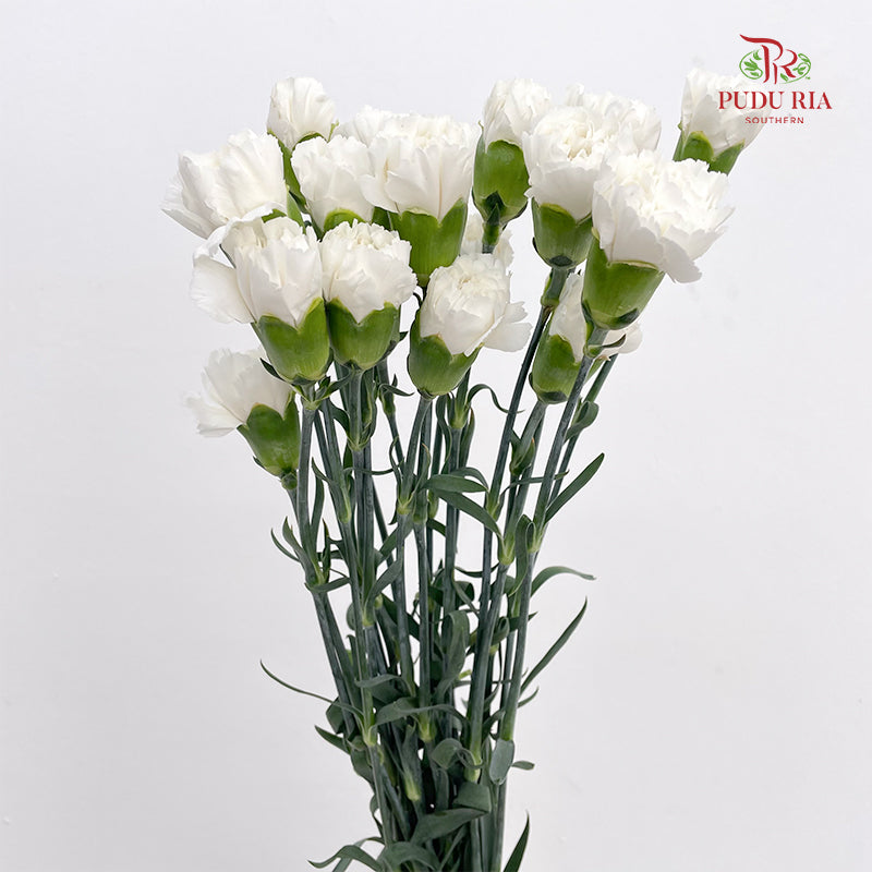 Carnation White 白色康乃馨 - (18-20 Stems)