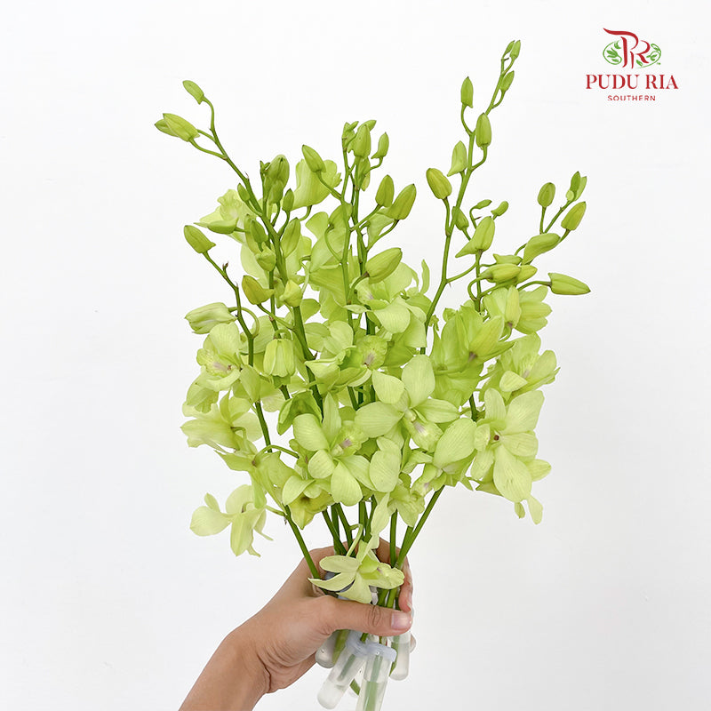 Dendrobium Orchid Green - (10 Stems)