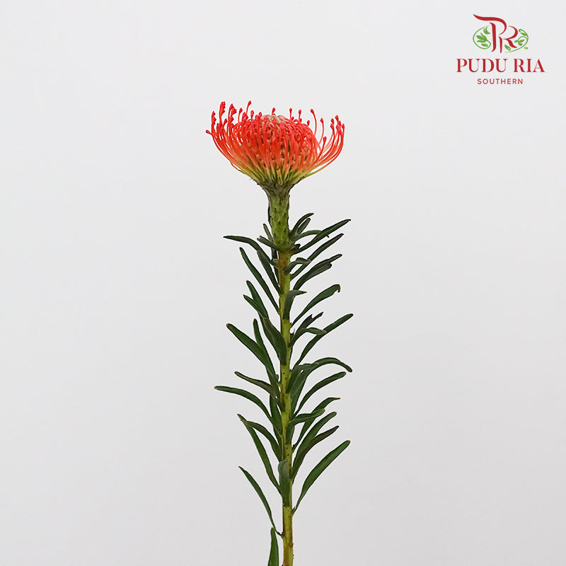 Leucospermum - Red (5 stems) - Pudu Ria Florist Southern