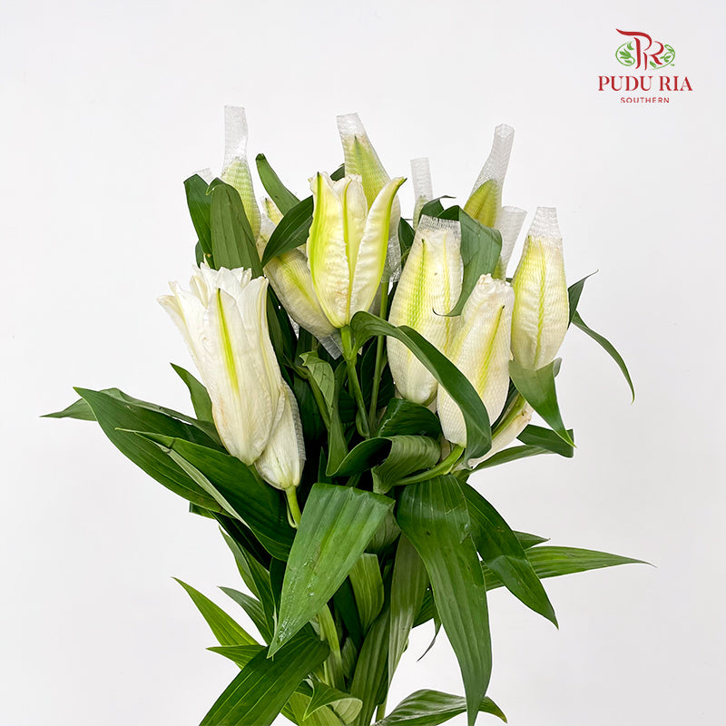 Rose Lily White 玫瑰百合 - (5 Stems)