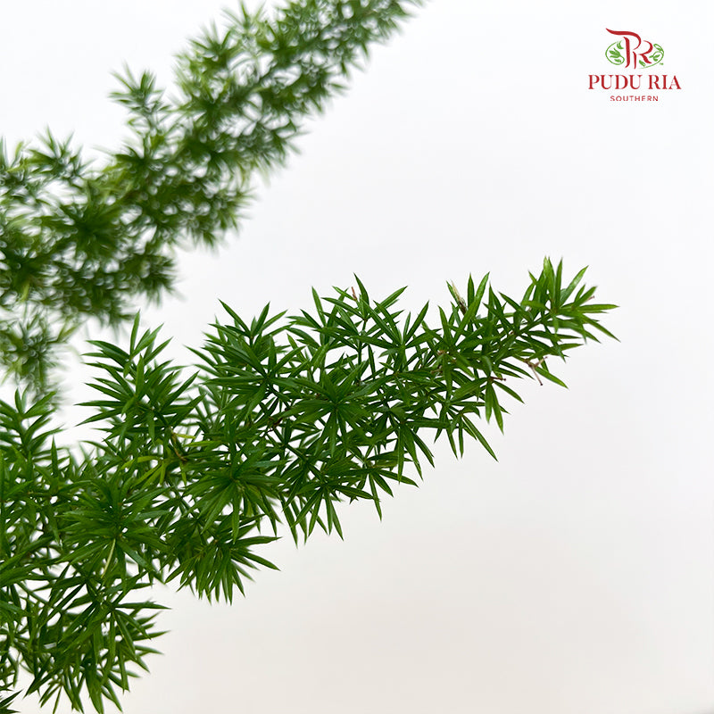 Asparagus Meyeri Big