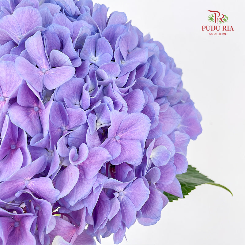 Hydrangea Light Purple - (Per Stem)