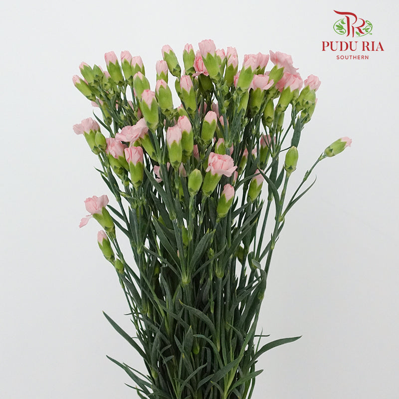 Carnation Spray Little Pink (18-20 Stems) - Pudu Ria Florist Southern