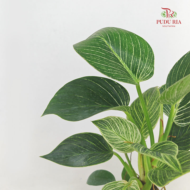 Philodendron Birkin P12CM